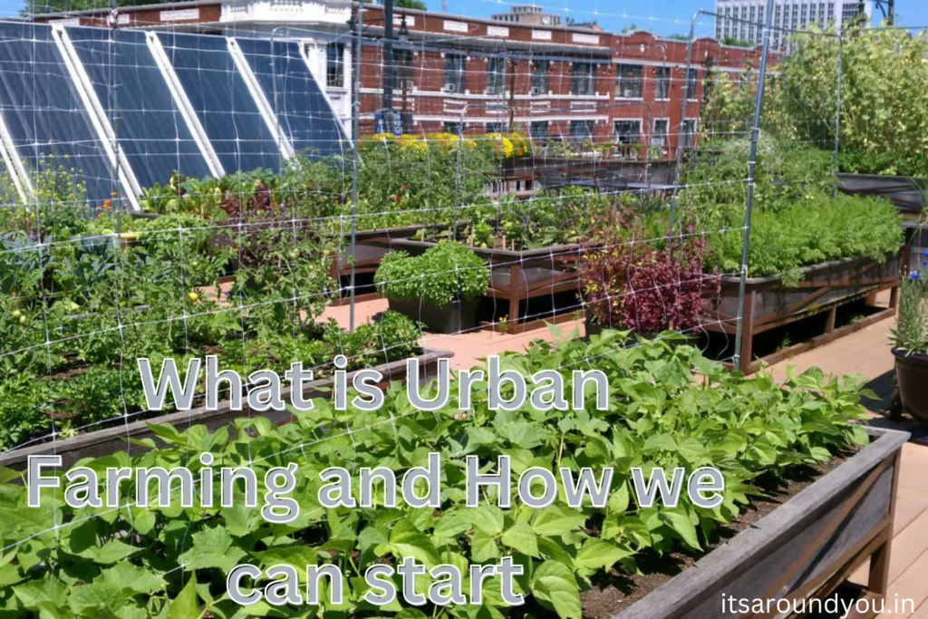 What Is Urban Farming Advantages Of Urban Farming How To Start Urban Farming Its Around You 6050